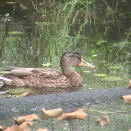 Chalet Spacious Chalet For 4 In Hommert Hommert